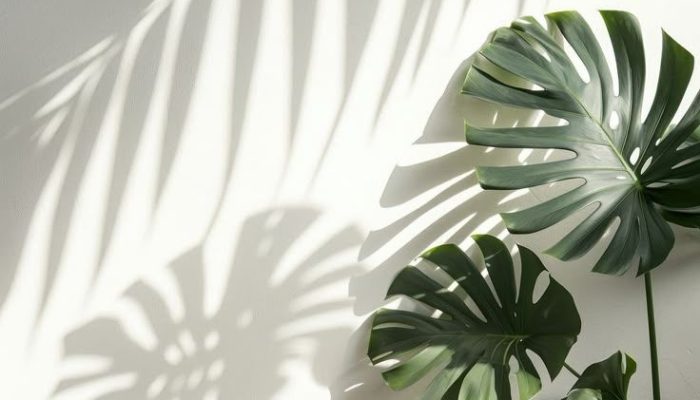 Monsteras nature shadow plant.